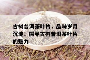 古树普洱茶叶片，品味岁月沉淀：探寻古树普洱茶叶片的魅力