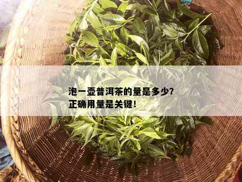 泡一壶普洱茶的量是多少？正确用量是关键！