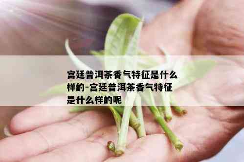 宫廷普洱茶香气特征是什么样的-宫廷普洱茶香气特征是什么样的呢