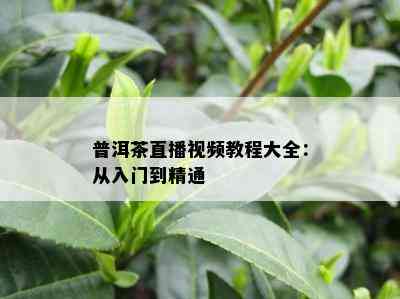 普洱茶直播视频教程大全：从入门到精通