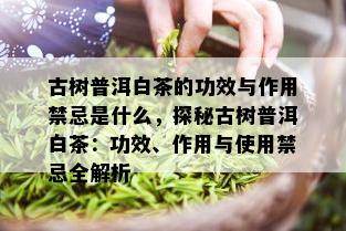 古树普洱白茶的功效与作用禁忌是什么，探秘古树普洱白茶：功效、作用与使用禁忌全解析