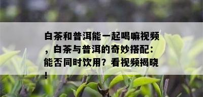 白茶和普洱能一起喝嘛视频，白茶与普洱的奇妙搭配：能否同时饮用？看视频揭晓！