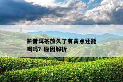 熟普洱茶放久了有黄点还能喝吗？原因解析