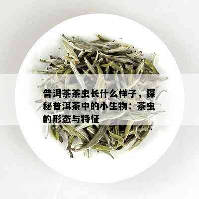 普洱茶茶虫长什么样子，探秘普洱茶中的小生物：茶虫的形态与特征