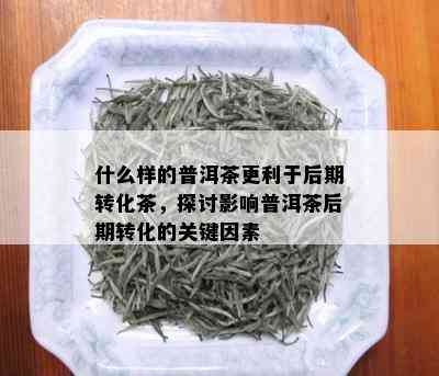 什么样的普洱茶更利于后期转化茶，探讨影响普洱茶后期转化的关键因素