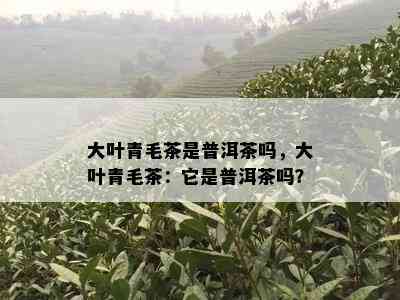 大叶青毛茶是普洱茶吗，大叶青毛茶：它是普洱茶吗？