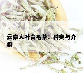 云南大叶青毛茶：种类与介绍