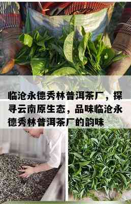 临沧永德秀林普洱茶厂，探寻云南原生态，品味临沧永德秀林普洱茶厂的韵味