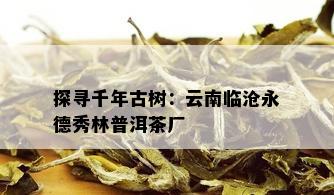 探寻千年古树：云南临沧永德秀林普洱茶厂