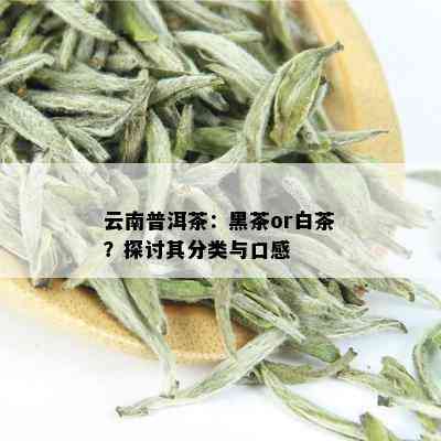 云南普洱茶：黑茶or白茶？探讨其分类与口感