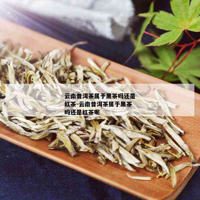 云南普洱茶属于黑茶吗还是红茶-云南普洱茶属于黑茶吗还是红茶呢