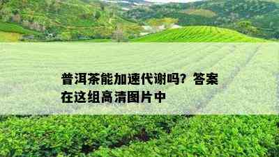 普洱茶能加速代谢吗？答案在这组高清图片中