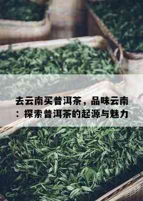 去云南买普洱茶，品味云南：探索普洱茶的起源与魅力