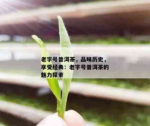 老字号普洱茶，品味历史，享受经典：老字号普洱茶的魅力探索