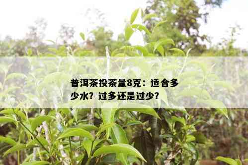 普洱茶投茶量8克：适合多少水？过多还是过少？