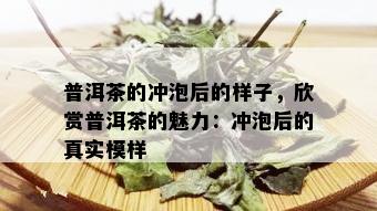 普洱茶的冲泡后的样子，欣赏普洱茶的魅力：冲泡后的真实模样