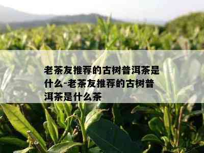 老茶友推荐的古树普洱茶是什么-老茶友推荐的古树普洱茶是什么茶