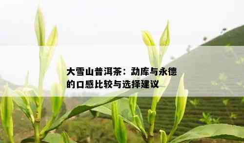 大雪山普洱茶：勐库与永德的口感比较与选择建议