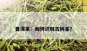 普洱茶：如何识别古树茶？