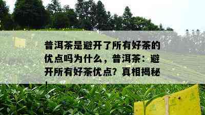 普洱茶是避开了所有好茶的优点吗为什么，普洱茶：避开所有好茶优点？真相揭秘！