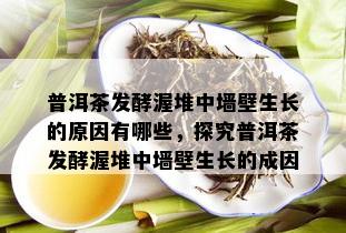 普洱茶发酵渥堆中墙壁生长的原因有哪些，探究普洱茶发酵渥堆中墙壁生长的成因