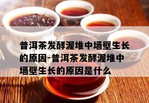 普洱茶发酵渥堆中墙壁生长的原因-普洱茶发酵渥堆中墙壁生长的原因是什么