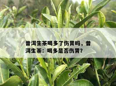 普洱生茶喝多了伤胃吗，普洱生茶：喝多是否伤胃？