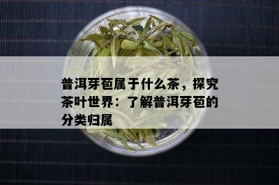 普洱芽苞属于什么茶，探究茶叶世界：了解普洱芽苞的分类归属