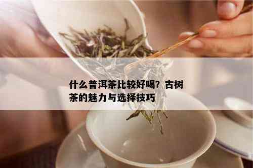 什么普洱茶比较好喝？古树茶的魅力与选择技巧