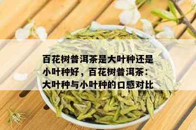 百花树普洱茶是大叶种还是小叶种好，百花树普洱茶：大叶种与小叶种的口感对比