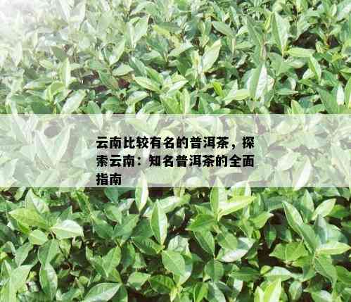 云南比较有名的普洱茶，探索云南：知名普洱茶的全面指南