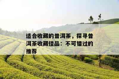 适合收藏的普洱茶，探寻普洱茶收藏佳品：不可错过的推荐