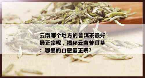 云南哪个地方的普洱茶更好最正宗呢，揭秘云南普洱茶：哪里的口感最正宗？