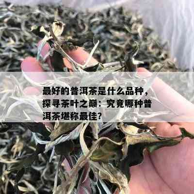 更好的普洱茶是什么品种，探寻茶叶之巅：究竟哪种普洱茶堪称更佳？