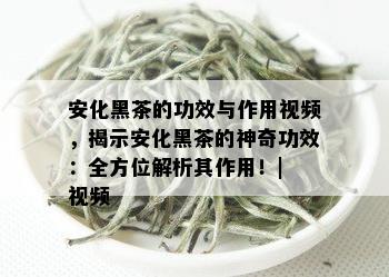 安化黑茶的功效与作用视频，揭示安化黑茶的神奇功效：全方位解析其作用！| 视频