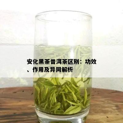 安化黑茶普洱茶区别：功效、作用及异同解析