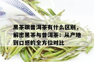 黑茶跟普洱茶有什么区别，解密黑茶与普洱茶：从产地到口感的全方位对比