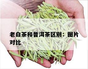 老白茶和普洱茶区别：图片对比