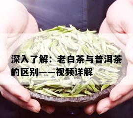 深入了解：老白茶与普洱茶的区别——视频详解