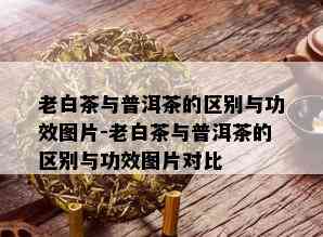 老白茶与普洱茶的区别与功效图片-老白茶与普洱茶的区别与功效图片对比