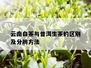 云南白茶与普洱生茶的区别及分辨方法