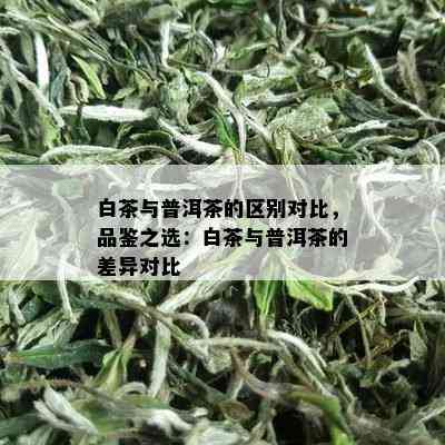 白茶与普洱茶的区别对比，品鉴之选：白茶与普洱茶的差异对比