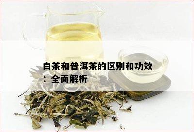 白茶和普洱茶的区别和功效：全面解析