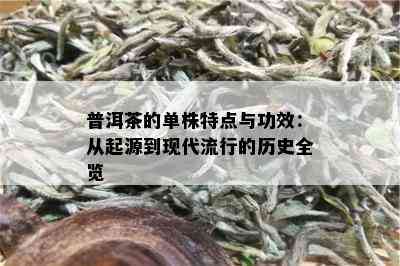 普洱茶的单株特点与功效：从起源到现代流行的历史全览