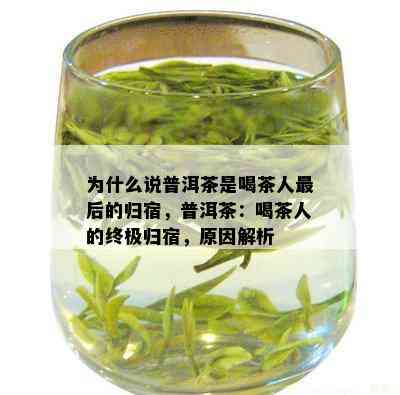 为什么说普洱茶是喝茶人最后的归宿，普洱茶：喝茶人的终极归宿，原因解析