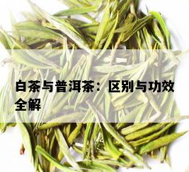 白茶与普洱茶：区别与功效全解