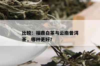 比较：福鼎白茶与云南普洱茶，哪种更好？