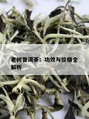 老树普洱茶：功效与价格全解析