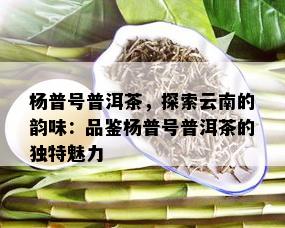 杨普号普洱茶，探索云南的韵味：品鉴杨普号普洱茶的独特魅力