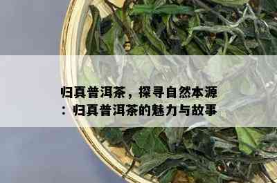 归真普洱茶，探寻自然本源：归真普洱茶的魅力与故事